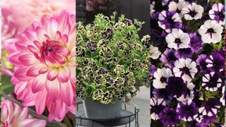 Les 5 compétiteurs du concours FleuroStar 2020 pour déterminer la plante au meilleur effet « Waouh ! ». ©Fleuroselect Les 5 compétiteurs du concours FleuroStar 2020 pour déterminer la plante au meilleur effet « Waouh ! ». ©Fleuroselect
